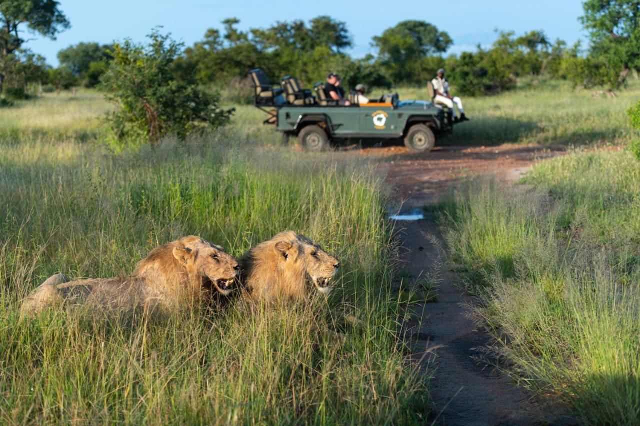Kambaku Safari Lodge Timbavati Game Reserve Zewnętrze zdjęcie