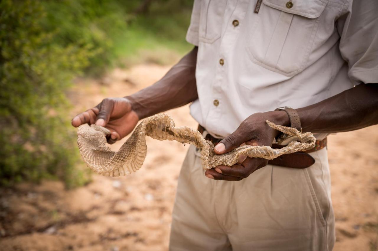 Kambaku Safari Lodge Timbavati Game Reserve Zewnętrze zdjęcie
