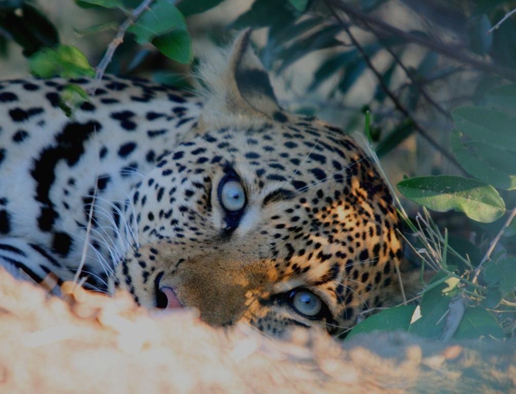 Kambaku Safari Lodge Timbavati Game Reserve Zewnętrze zdjęcie